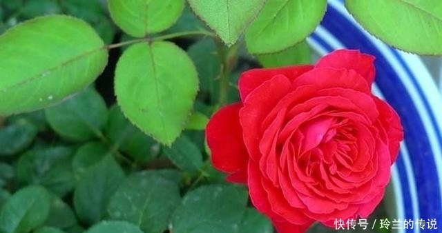 月季养了大半年还不开花?老园丁的1绝招,一年四季花开到爆盆