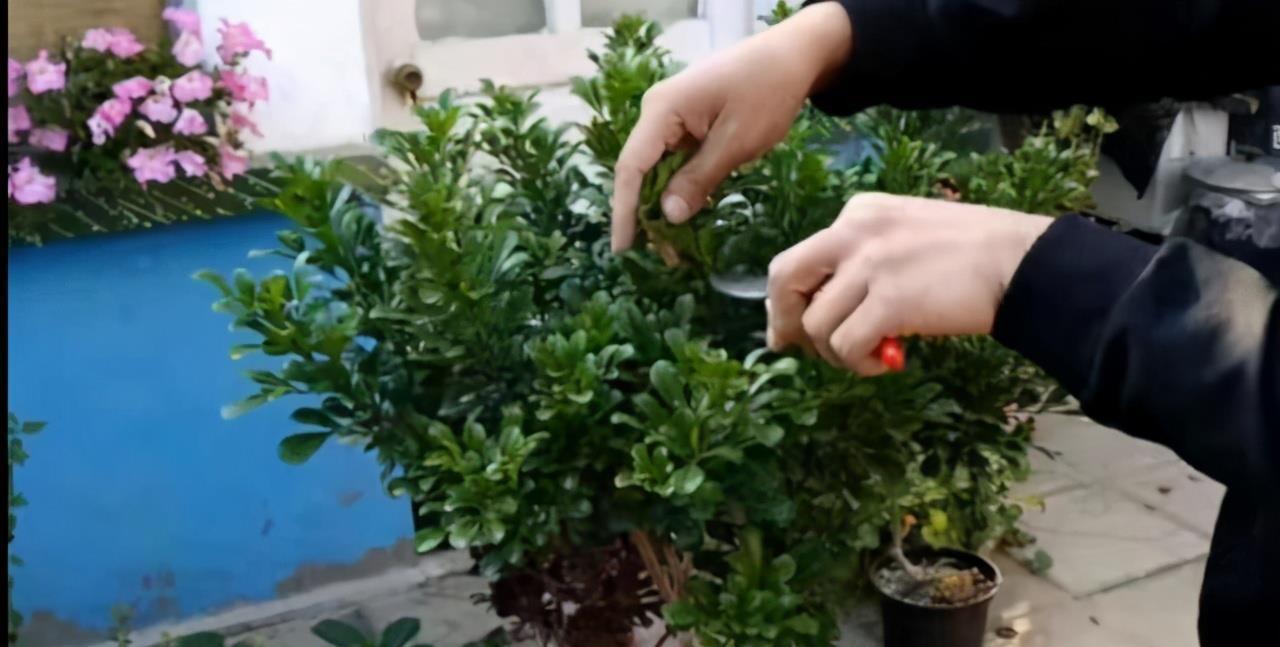 栀子花|6种“漂亮花”,7月不修剪,后悔一整年