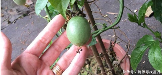 养护|阳台上适合种什么果树!