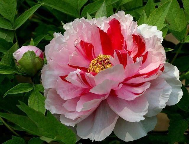 正面|做人,要遵循自然,按规矩行事