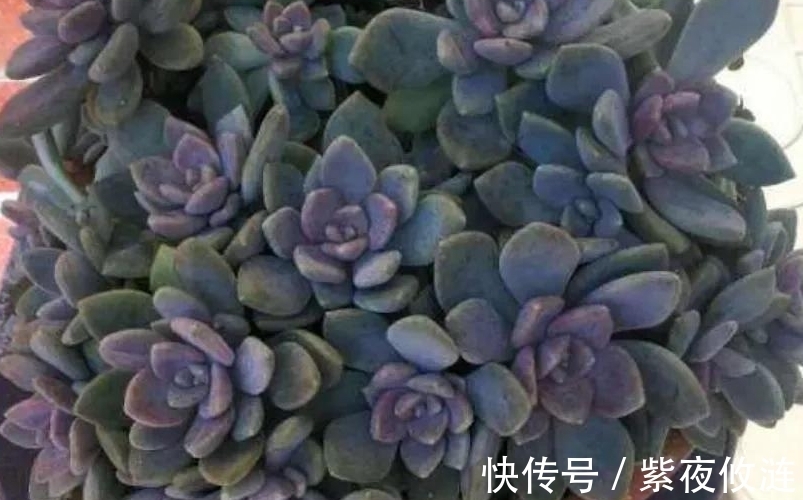 姬胧月|9种口碑非常好的多肉,易养护,出状态又仙又美