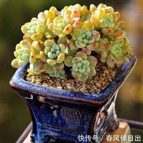 多肉植物|天热了,夏天养多肉植物,5种情况别浇水,很多花友都弄错了