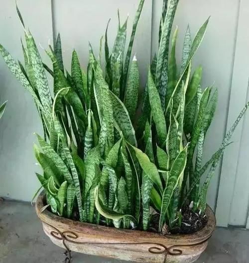 新芽|盆栽的虎皮兰僵住了,不发新芽也不死,是扔还是留?