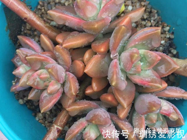 新手|公认的叶插能力很强的10种多肉,新手放心养,轻松变成多肉大户