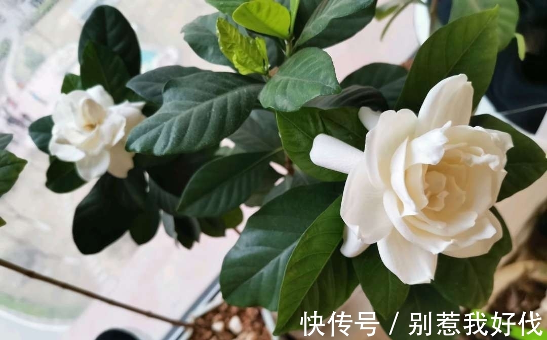 花苞|茶花、栀子花、杜鹃花，最爱掉苞黄叶，教你一招解决！