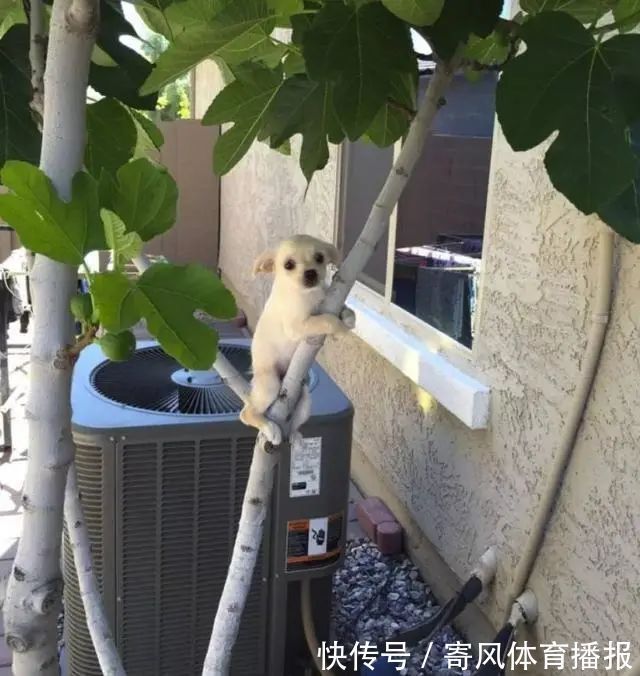 |10张有趣的图片,图片才能看出搞笑的地方