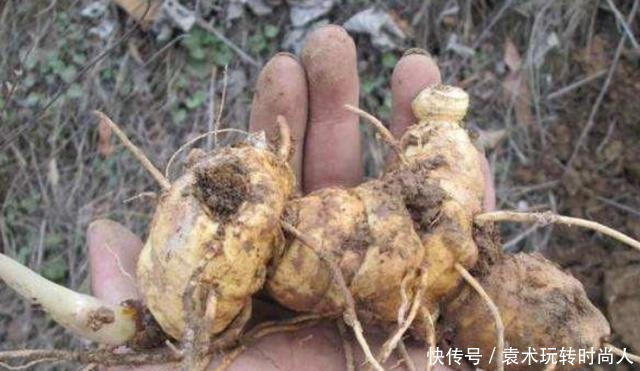 李时珍称它为“气血双补之王”,除风湿,强筋骨,润心肺,抗衰老!