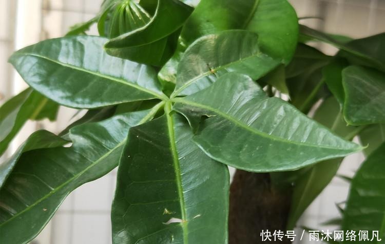 家养发财树,学会这“3件事”,轻松养得旺,叶片油绿