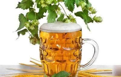 浇花|老伯养君子兰有诀窍,1周浇1瓶啤酒,一年开花两次