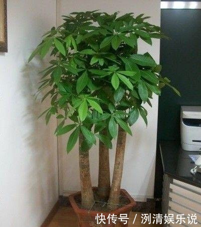 烂根|养金钱树发财树,平时多做1个“小动作”,烂根早知道、早预防