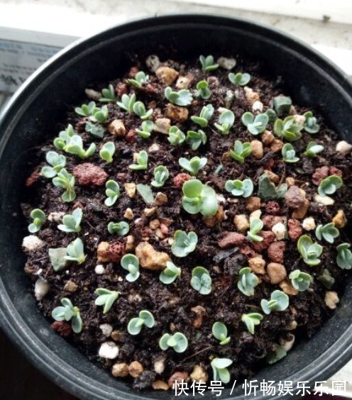 不死鸟|这花太能生崽,恨不得用脚踩,结果越踩长得越多!