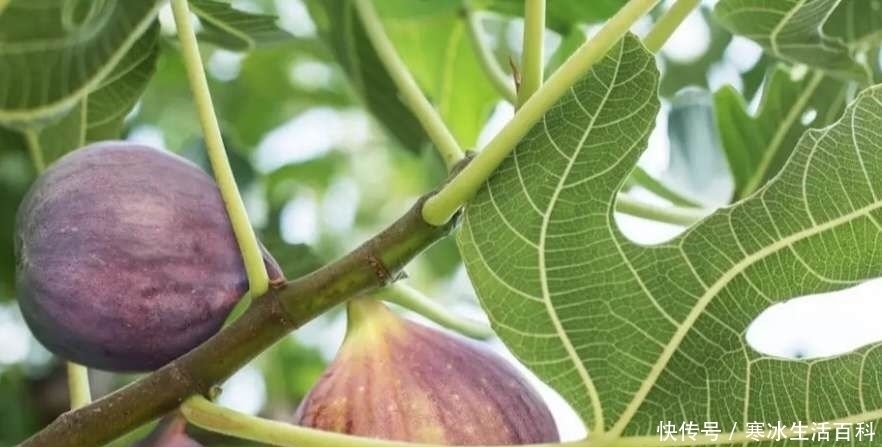 几年前20一斤难找到 ,现在5元一斤少人问,啥情况?