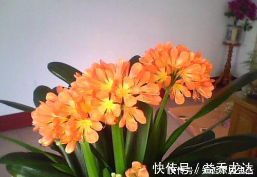 技巧|养君子兰,掌握3个技巧,养出大白根,嗖嗖挤满盆,叶绿开花艳!