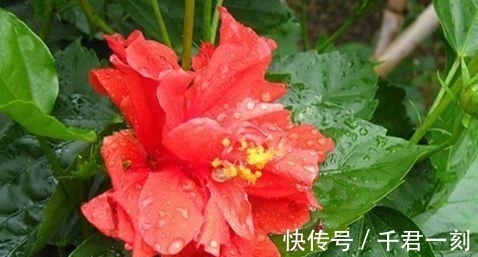 4种花养了就爆盆,好养易活开花漂亮,美不胜收,你养了吗