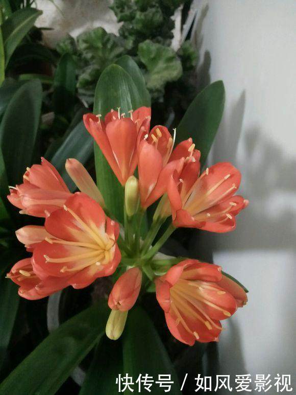 陶粒|土里洒点小玩意,君子兰猛冒花骨朵,10年不烂根