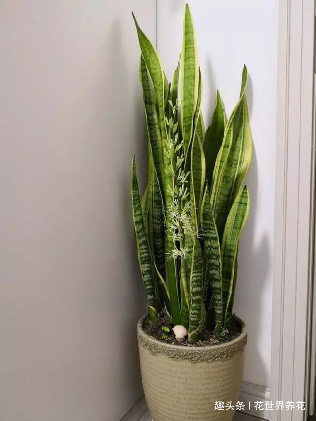 老妈浇2个水，虎皮兰蹭蹭窜到2米高，侧芽爆不停，开花多又香