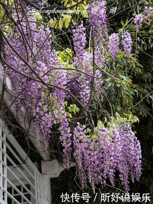 见到紫藤花，想起经典老歌山中只见藤缠树