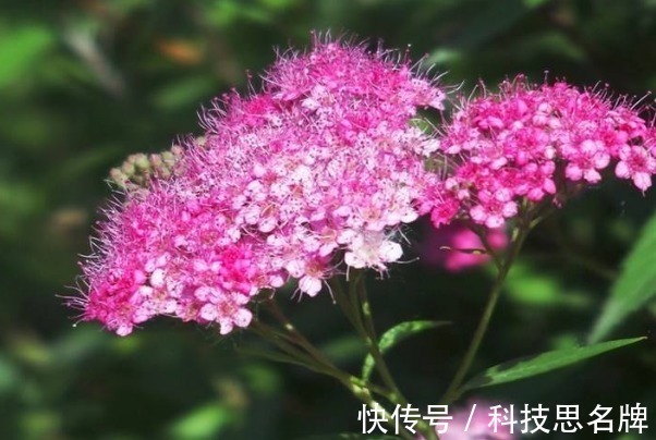 表白|此花的花语是热烈想念、一往情深,很适合表白,含蓄又不失真心!