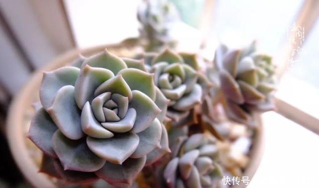 冬季,属于多肉的季节!养多肉的你喜欢冬天吗!