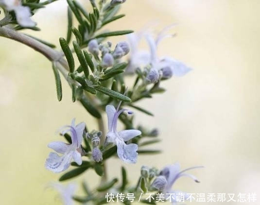 迷迭香|在办公室摆上这三种盆栽，淡淡清香飘满房间，美观还提神醒脑