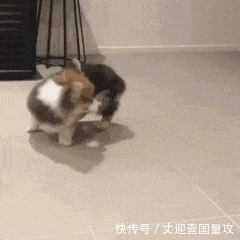 |搞笑GIF: 请原谅我不厚道的笑了 吃饭的时候最好不要看