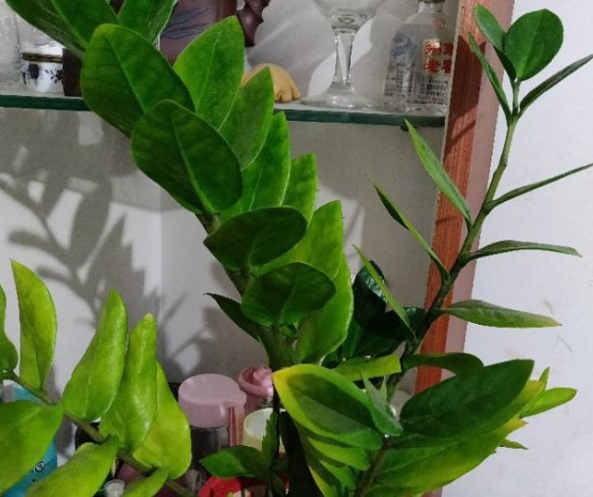 一种懒人植物,最怕浇水,一浇水黄叶又烂根!