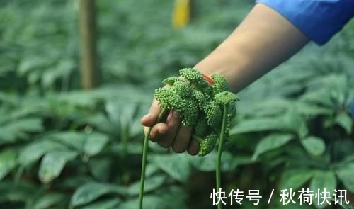 肝脏|是药三分毒，5种中药已被拉入伤肝黑名单，平时不要盲目服用