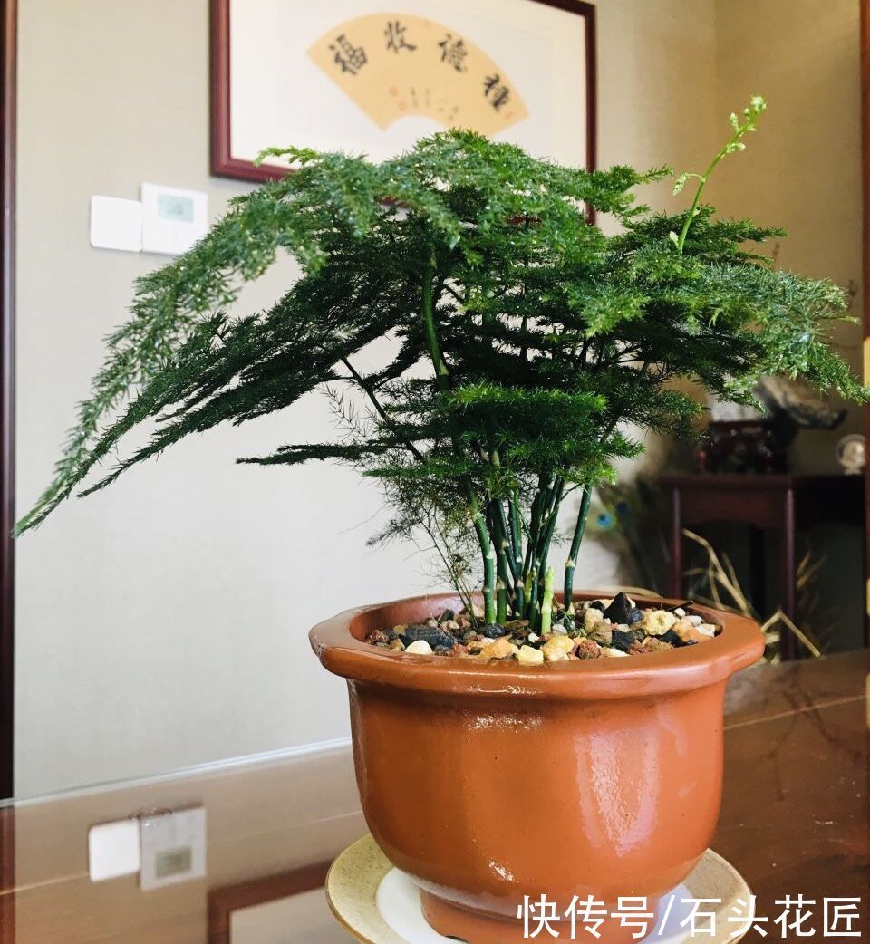 都说冬天要“少浇水”,家里有“4种花”要勤浇水,预防黄叶