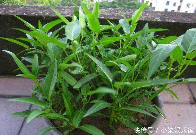 采摘|3种吃剩的“菜杆子”,丢土里,长成一片“绿萝”,3天采摘一大盆