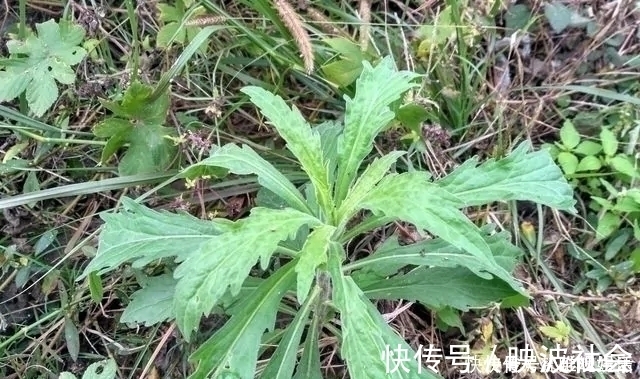 中草药|农村一种野草，农民很讨厌，却是极品中草药，止血效果非常好