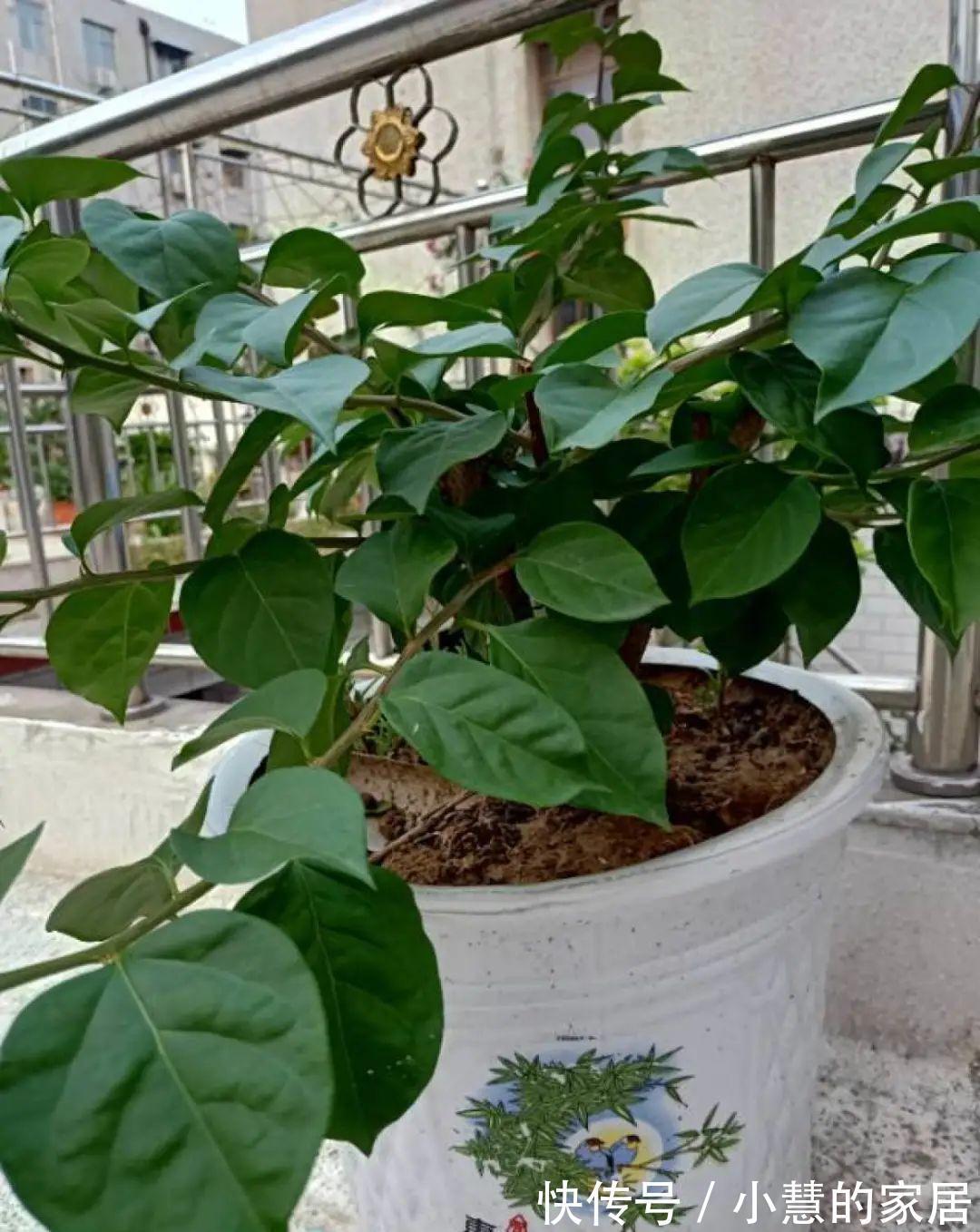 这花再不开，断水7天，杆子长满小花苞