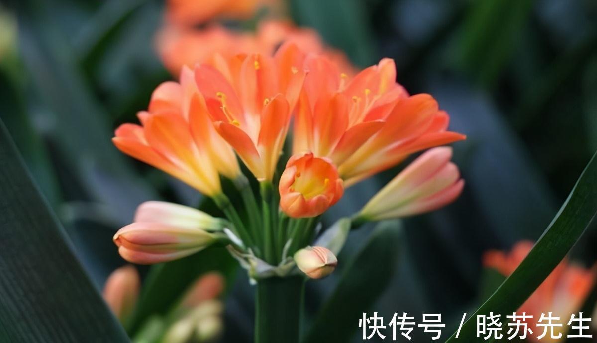 黄叶|养了几年的君子兰不开花,还黄叶,其实简单,用上它花开叶绿