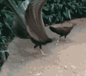 蓝忘机&《魔道祖师》羡羡给人取的外号,小古板非常可爱,金孔雀官方认定