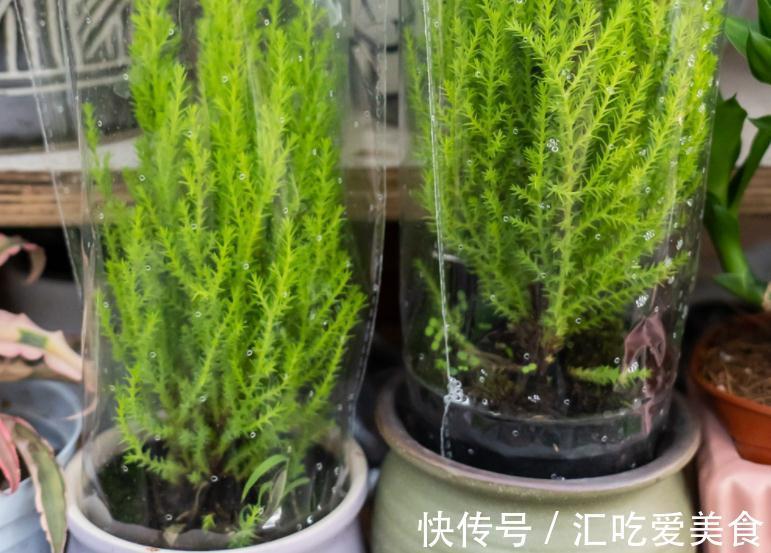 植株|家庭盆栽绿植选小香松，香味清新迷人，种植方法简单