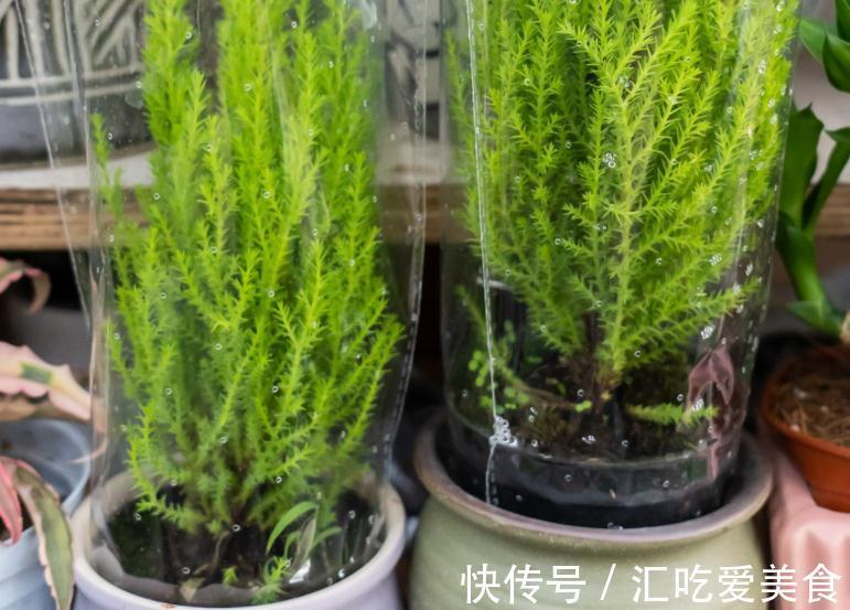 家庭盆栽绿植选小香松,香味清新迷人,种植方法简单