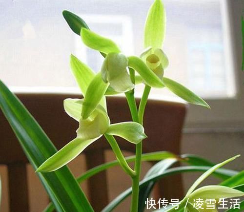 出芽率“最高”的兰花,花苞又大又香,花色珍贵,新手也能养好