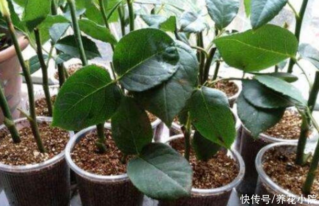扦插|6种草本花卉,更容易扦插,掐根枝条就能养活