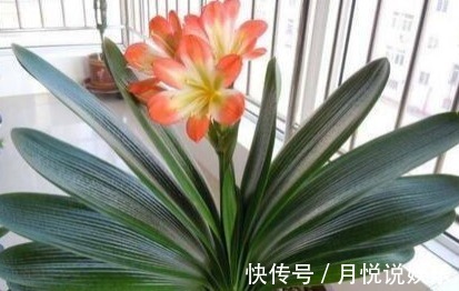 淘米水|君子兰不开花淘米水兑点“黄水水”,花箭冒出来,1次开出10朵
