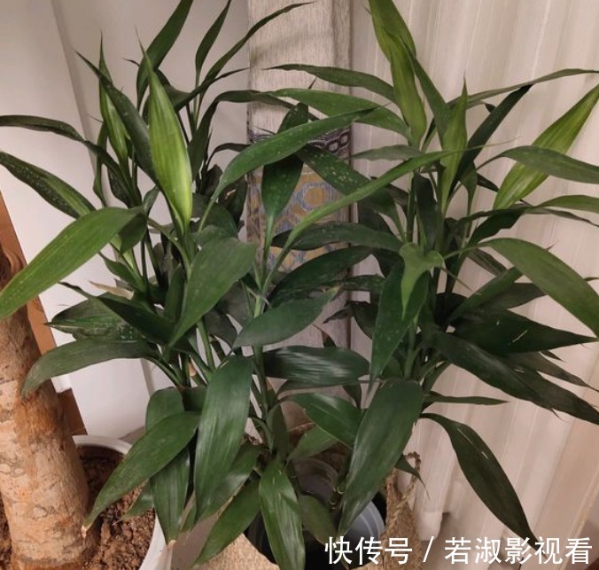 和富贵竹一样好养的观音竹，更值得养，打理简单，寓意好