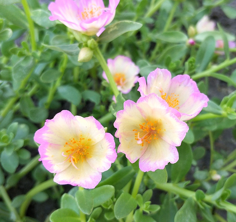 太阳花长得弱，开花少，做好4点，花开满盆，拦都拦不住