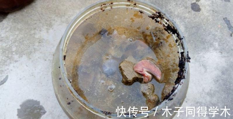 株苗|养花催花用这种“水”,株苗2周就冒花,开花又多又美,密如麻