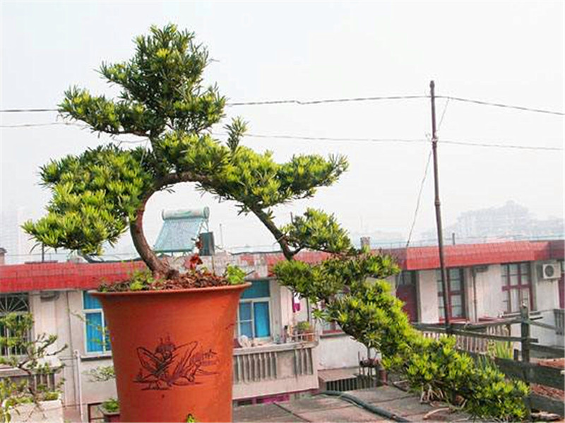 客厅养“树”不要少了这3棵，花3-5年时间，一棵1万无压力