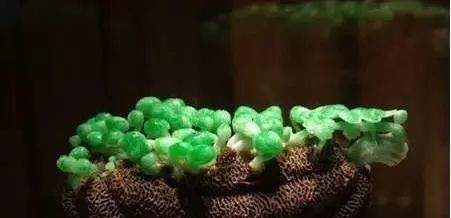 珍珠|慈禧的葬礼，看傻了