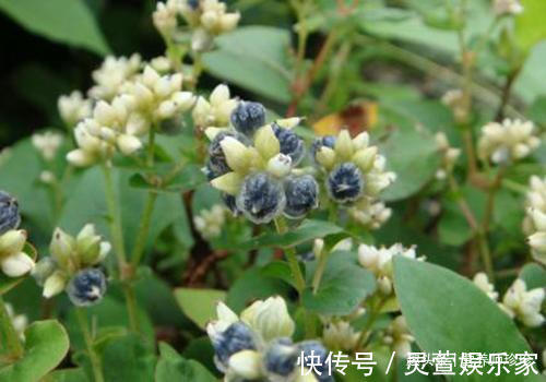 中药材|农村常见的火炭母,既是凉茶料,又是治病的中药材,不知道可惜了