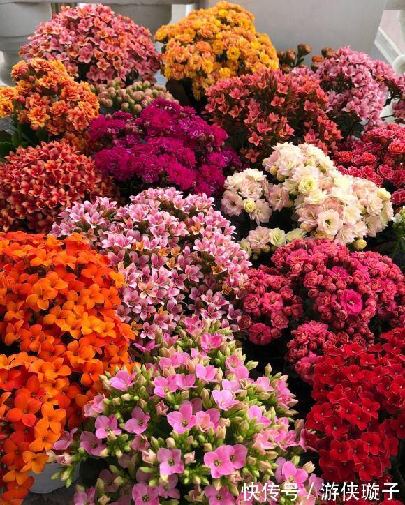 长寿花|5种“富贵花”,谨记“穷养它”,大盆换小盆,才能开满富贵花