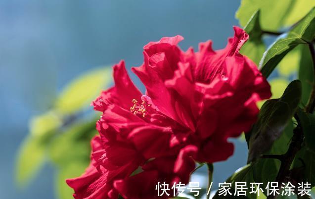 扶桑花|9月家里养上3种花,只要做好养护,就可以四季开花四季香