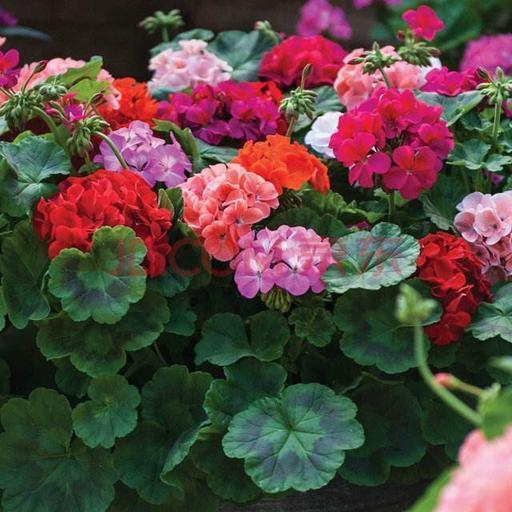 养盆天竺葵，从小到大都“爱肥”，爆发力足！一爆满盆大花球