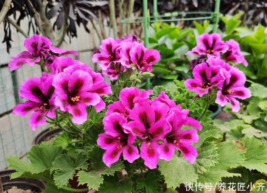 植株|给花换盆的“错误”操作,很多人都这样做,下次一定要改