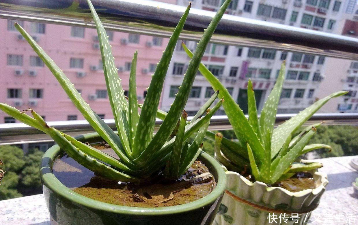 这3种花碰上雨天要搬回家，一淋雨就烂根，再次复花不容易