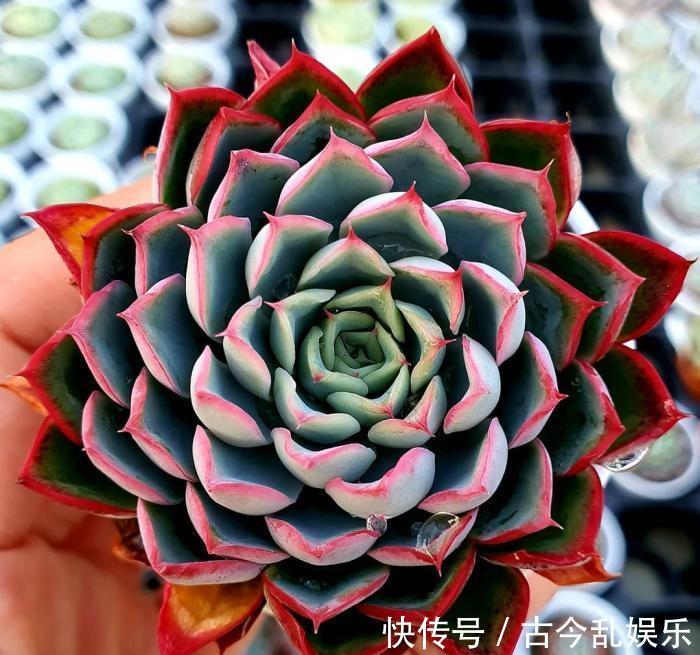 多肉|多肉其实不难养，注意这几点，帮你养爆盆
